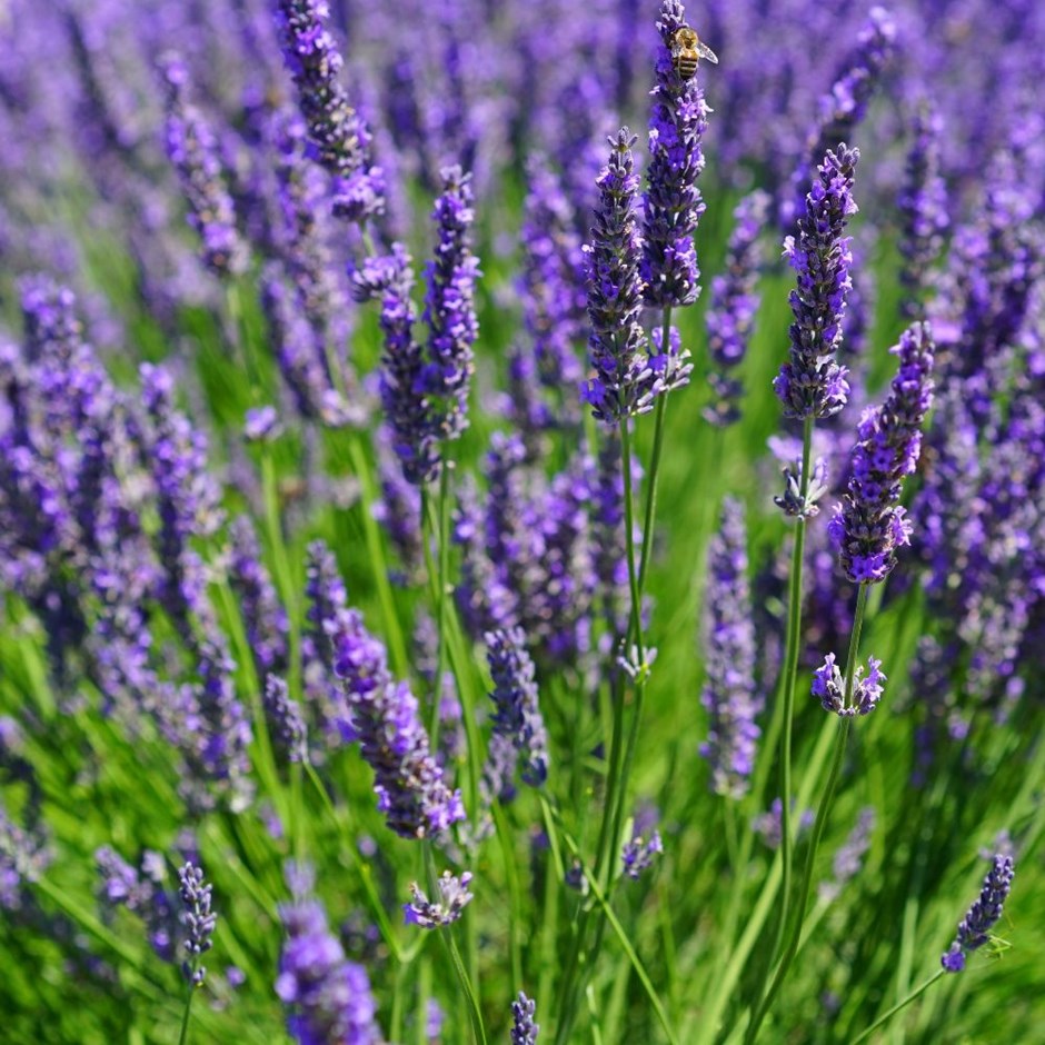Lavandula intermedia 'Vera'